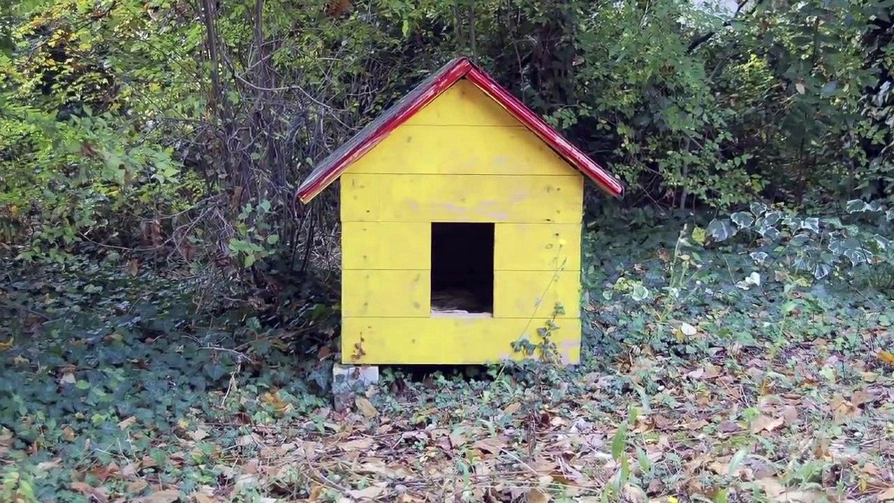 Keeping Pets Safe in Winter