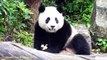 2014/11/30 圓仔的冬筍早餐  Giant Panda Yuan Zai eats winter bamboo shoots for breakfast