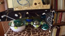 Gerbil and Dwarf Hamster cage tour