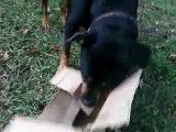 Rottweiler Attacks Box- Crazy
