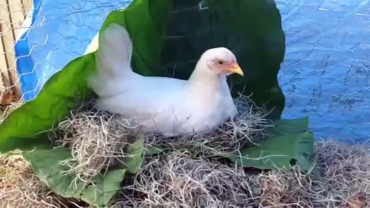 Chickens
