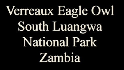 Verreaux Eagle Owl South Luangwa National Park Zambia