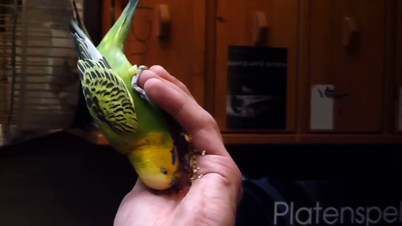birdie njam njam