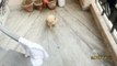 Cesar : Golden Retriever Puppy | 2 months old | Most obedient puppy!!