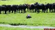A Group Of Cows Is Very Curious About Remote Control Car Around Field