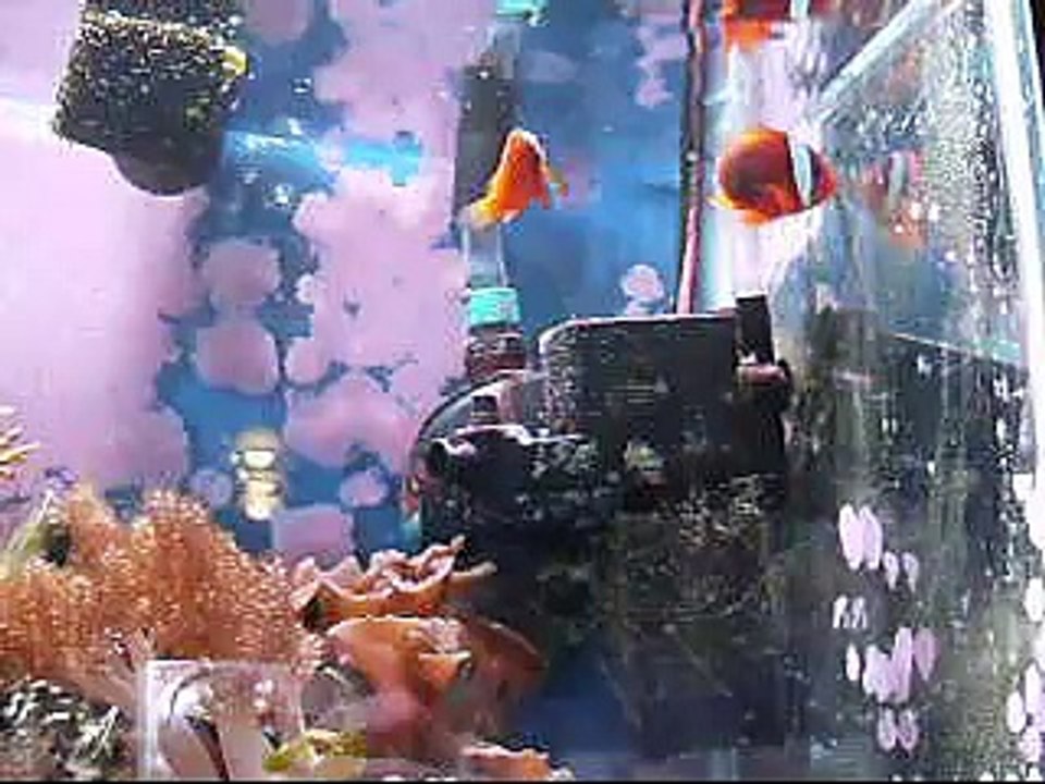 New Tomato Clowns