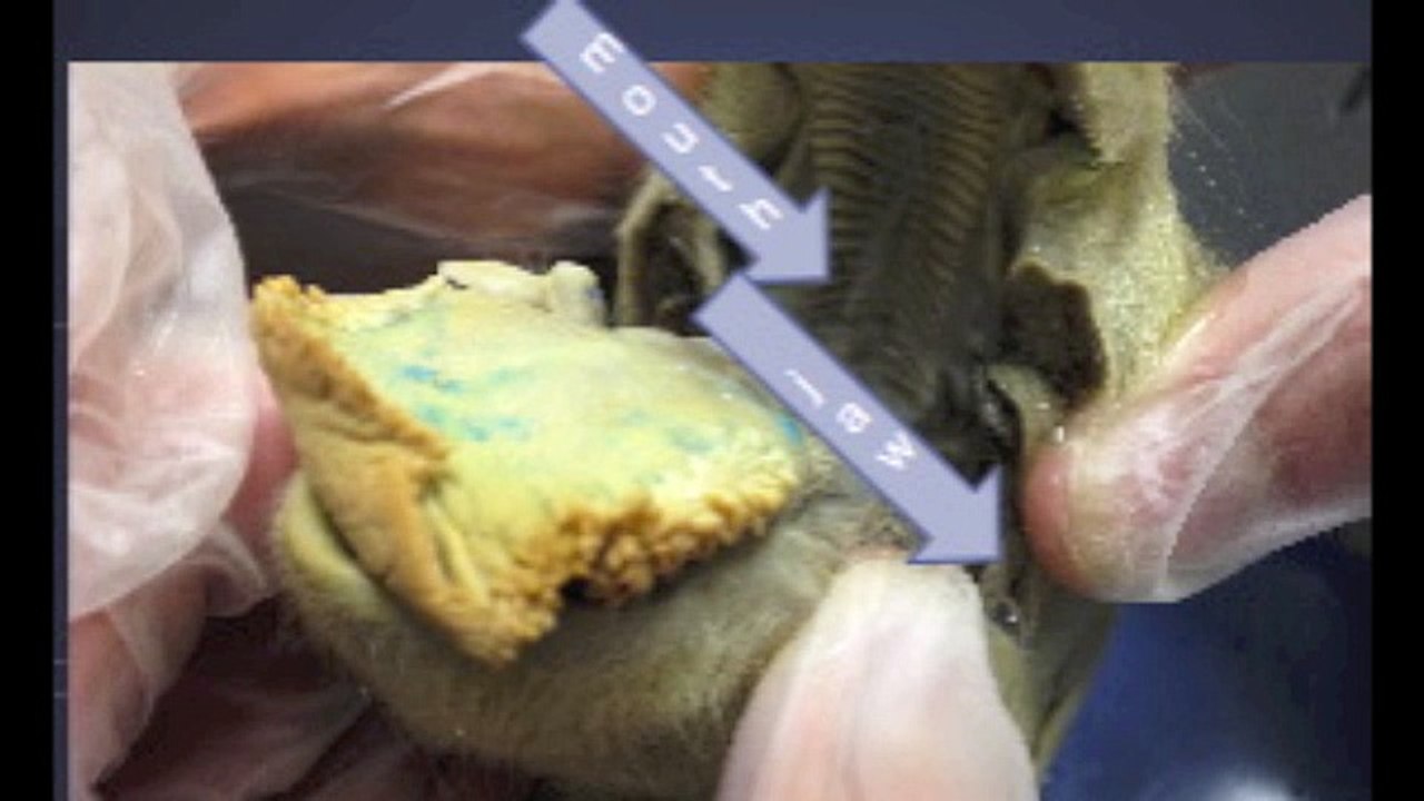 Fetal Pig - Bell 7 - Table 3