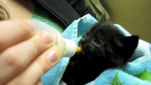 Three Adorable Baby Kittens Playing! So Cute!