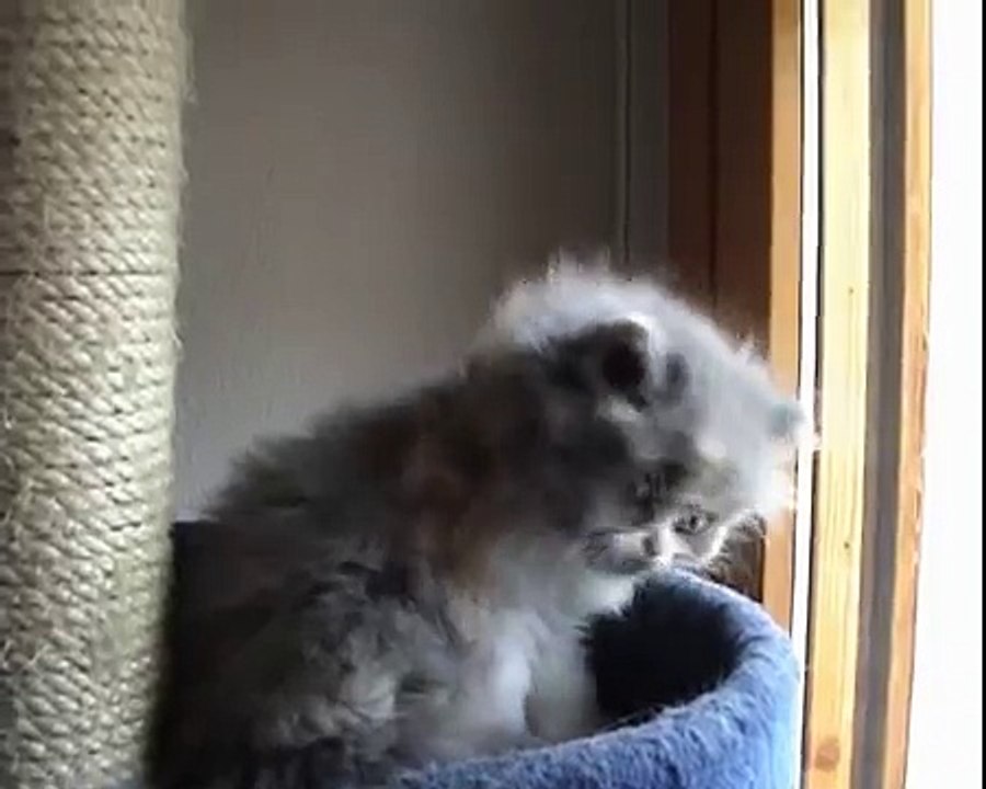 British Longhair & Highland Fold