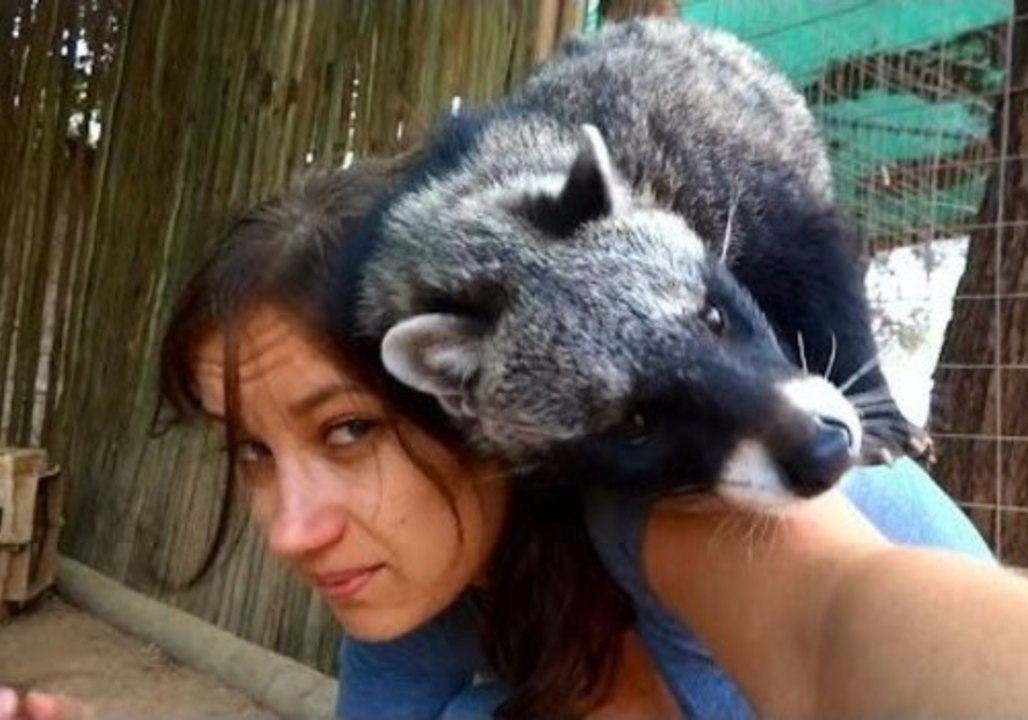 Cuddling Civets Love Their Carer