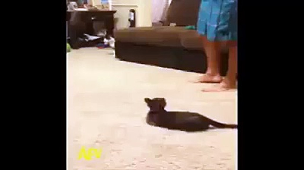 cat jump