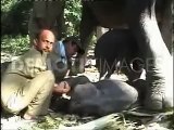 Elephant giving birth to a twin calf in Assam
