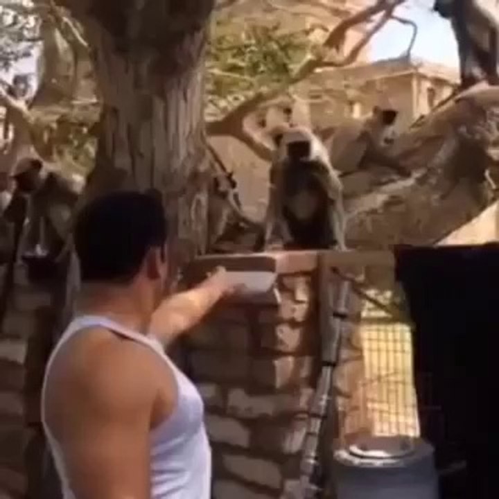 salman khan with monkey