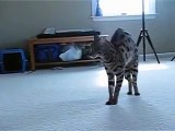 F1 Savannah Cat meets Puppy - www.F1SavannahCats.com