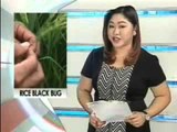 TV Patrol Pampanga - November 11, 2014