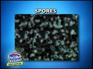 Bacteria on stainless kitchenware can double in 20 minutes
