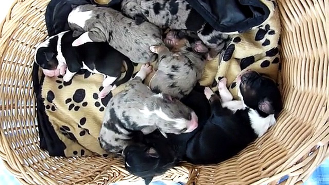 Chiots bergers australiens miniatures des Monts Bleus Délice X Chagy 2012 Jour 4