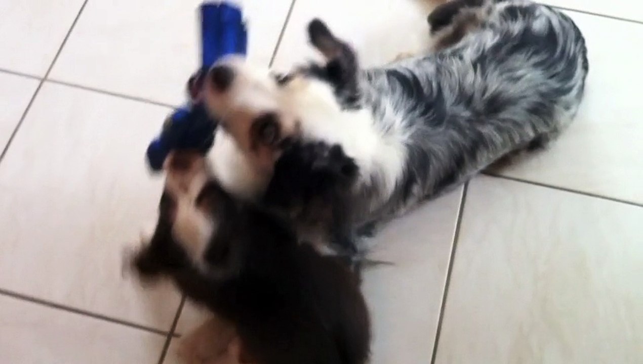 Hazel (9 semaines) et Abby