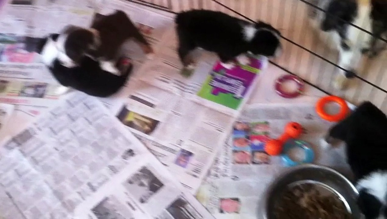 Chiots bergers australiens miniatures de Funky et Zack 4 semaines