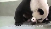 Un bébé panda rencontre sa maman pour la première fois