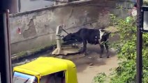 funny animals videos - Clever Cow