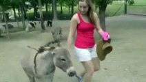 funny animals videos - Funny Accident in Zoo ' Jealous Donkey ' Ревнивый ослик