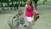 funny animals videos - Funny Accident in Zoo ' Jealous Donkey ' Ревнивый ослик