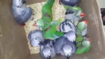 Birds Babies for Sale at BirdsPlanet Store