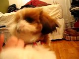 Max The Confused Shih Tzu Does Simple Tricks