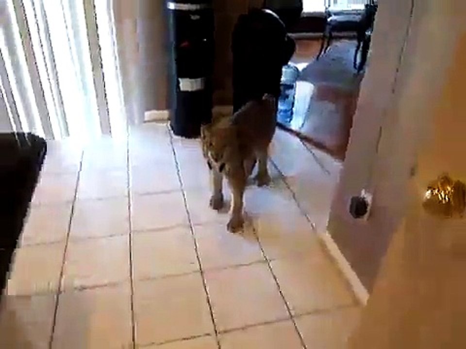 Как злится рысь How angry lynx