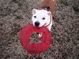 Pit Bull Roxie playing Catch!