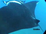 Galapagos Laje de Santos Manta Ray Attack 2 Whale Shark