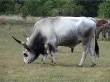 531 Hortobágy A Hungarian Gray bull. Magyar szürke bika legel.