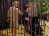 Attaque de gorille