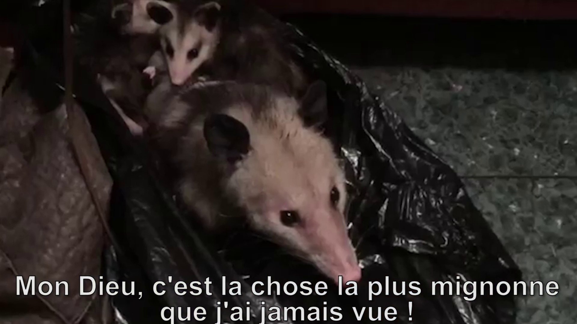 Effrayée par un opossum, elle fond quand elle réalise qu'il s'agit d'une mère et ses 