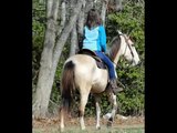 Buttermilk Beginner Safe Easy Gaited Trail Horse For Sale.wmv
