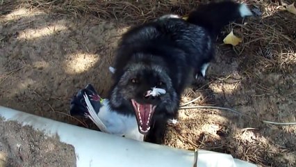 Luna the Red (silver) fox, gets a pigeon flavored treasure! лиса в ударе