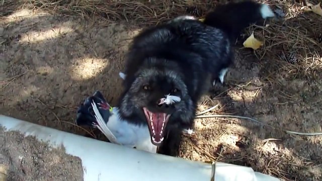 Luna the Red (silver) fox, gets a pigeon flavored treasure! лиса в ударе
