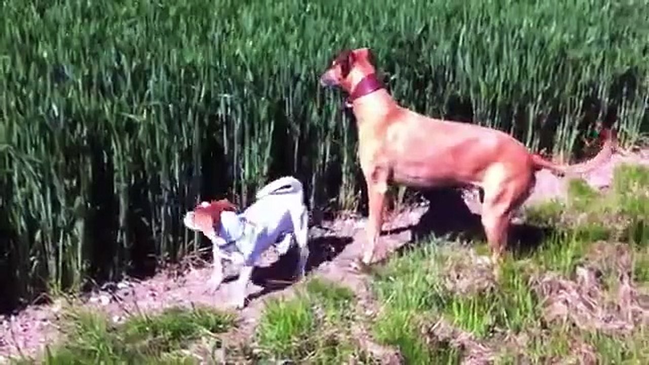 Kangaroo dogk