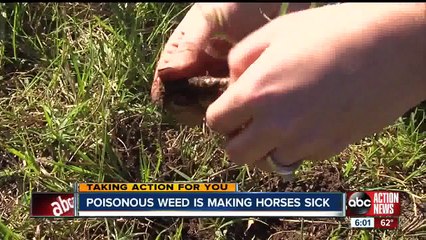 Creeping Indigo Toxicity