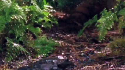 Worlds Weirdest Creatures