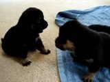 3 week old Rottweiler x Siberian Husky puppies playing--Very Cute!!