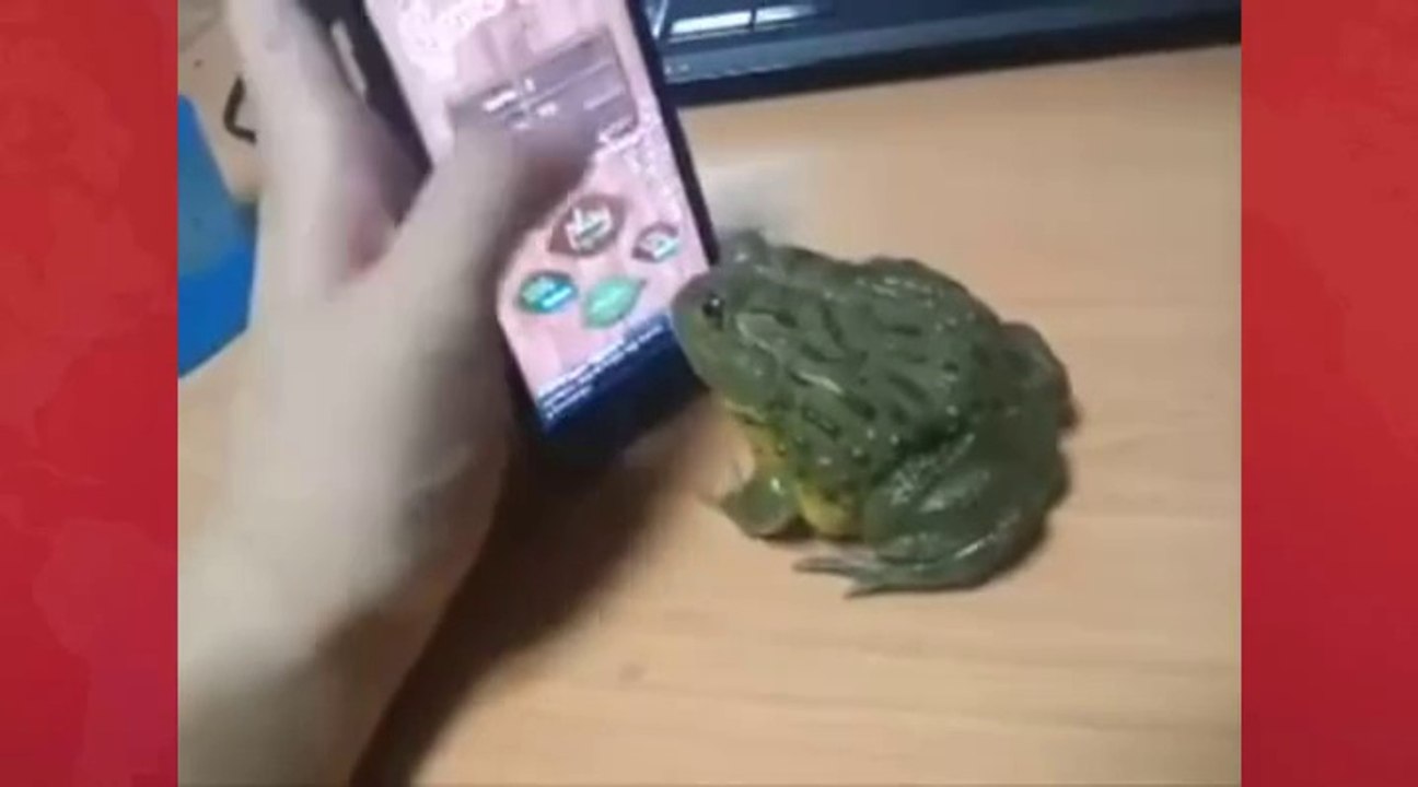Don't play game with frog