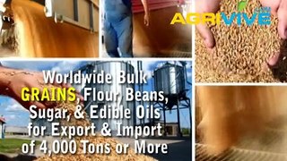 Buy USA Bulk Wholesale Grains Import, Grains Import, Grains Import, Grains Import, Grains Import, Grains Import, Grains
