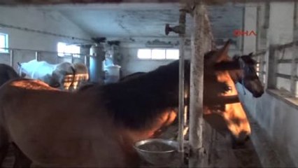 Edirne 5 Bin Lira Maaşlı At Çobanı İşi Bıraktı