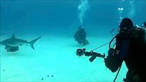Shark Attack Scuba Diver Caught on video