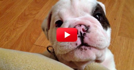 La moue boudeuse de ce petit chiot est la chose la plus adorable au monde !