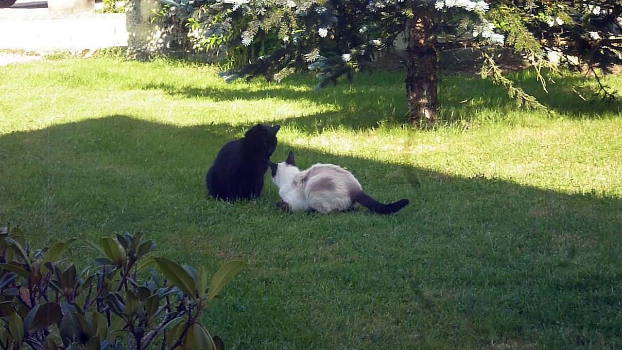 Titouille et Bounty s'amusent