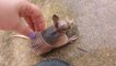 Orphaned baby armadillo discovered in backyard