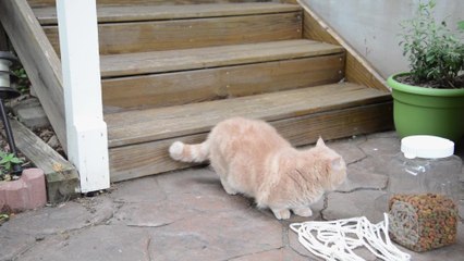 Cat pranks dog in hilarious fashion